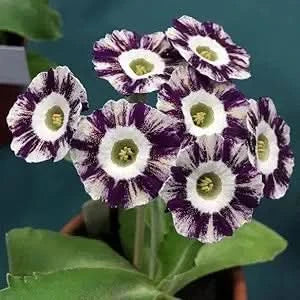 european primula flower seeds