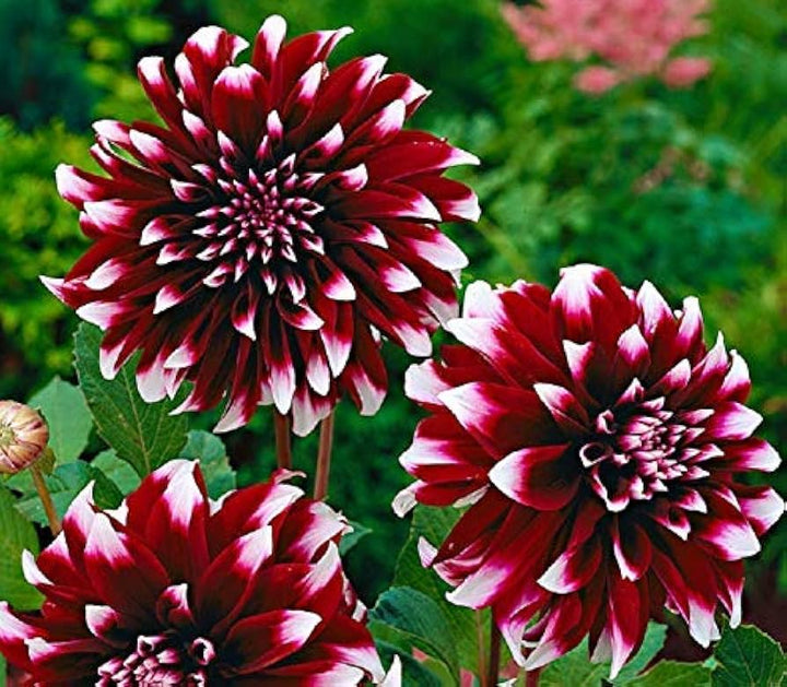 Dahlia Flower Seeds for Planting - White & Red 100 pcs