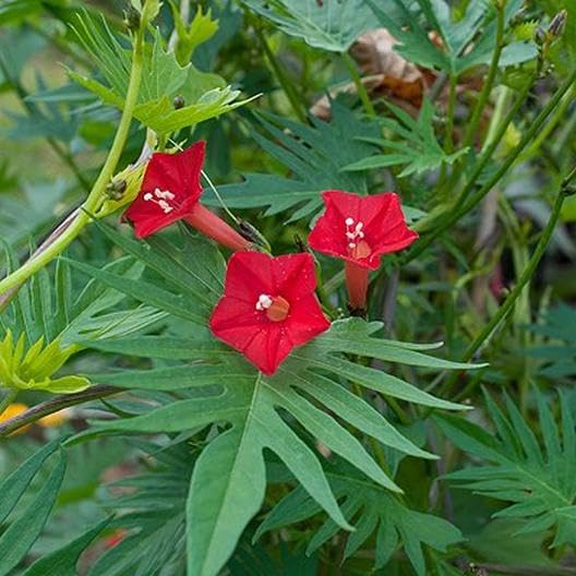 Red Cardinal Climber Seeds for Planting, 100 pcs