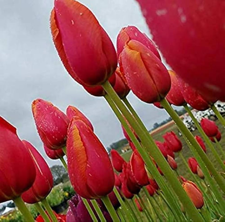 Red Pink Tulip Flower Seeds – Heirloom Non-GMO High Germination Organic Garden Seeds for Planting