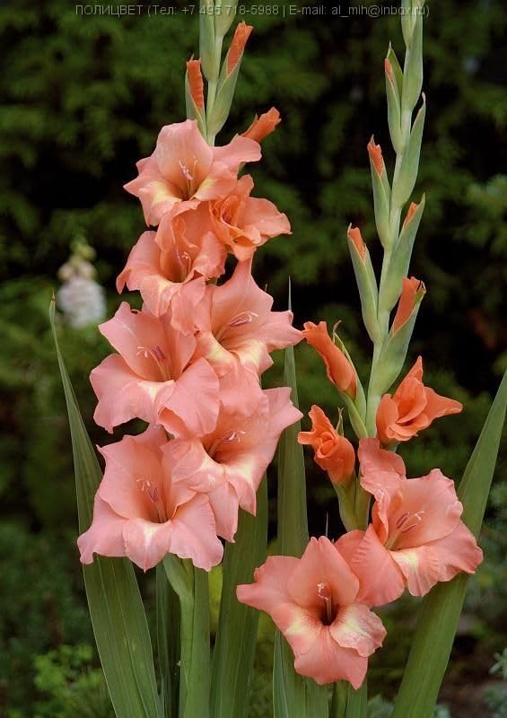 Peach Gladiolus Flower Seeds 100 pcs