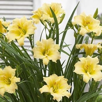 Flower Seeds, Seeds for Planting, Plant Seeds