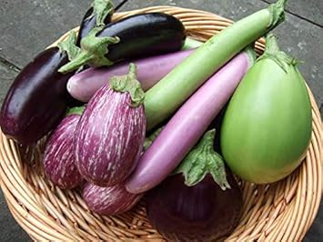 Mixed Colour Eggplant Seeds for Planting