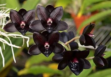 black monkey flower seeds