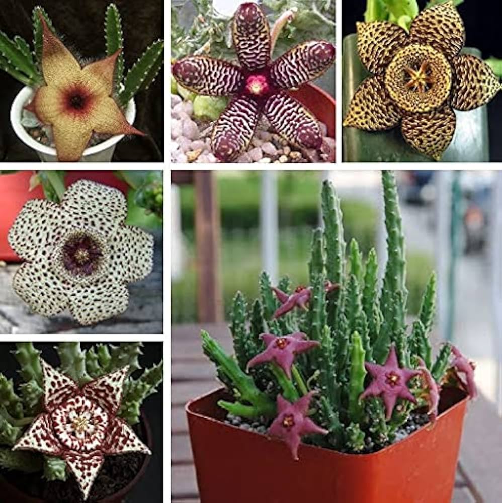 starfish flower flower seeds