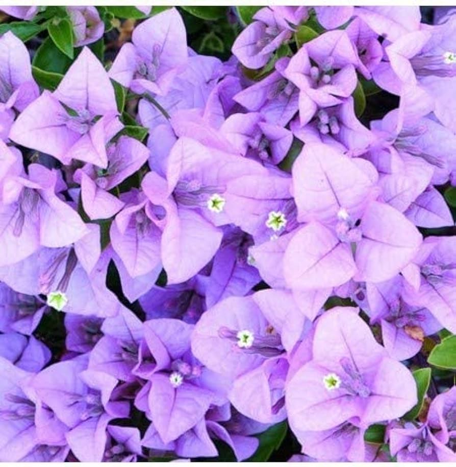 Bougainvillea Lavendel Blomsterfrø til udplantning - 100 stk