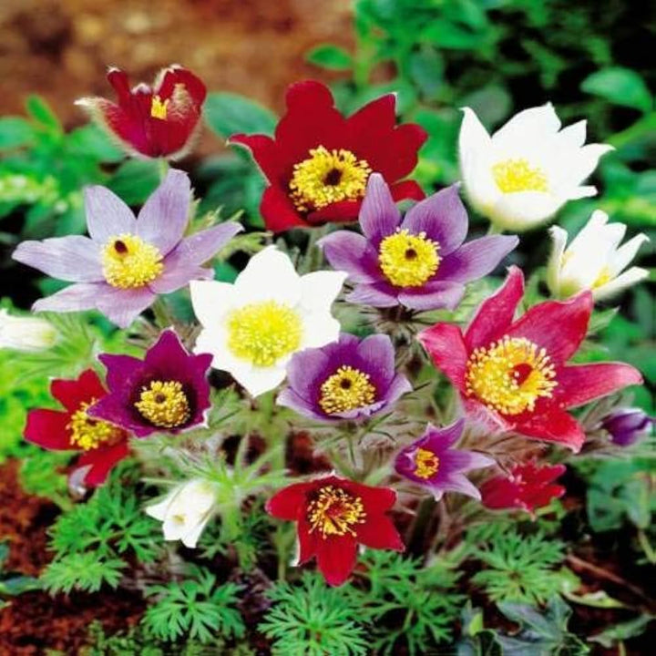 Bland Pulsatilla Pasque blomsterfrø til plantning - 100 stk