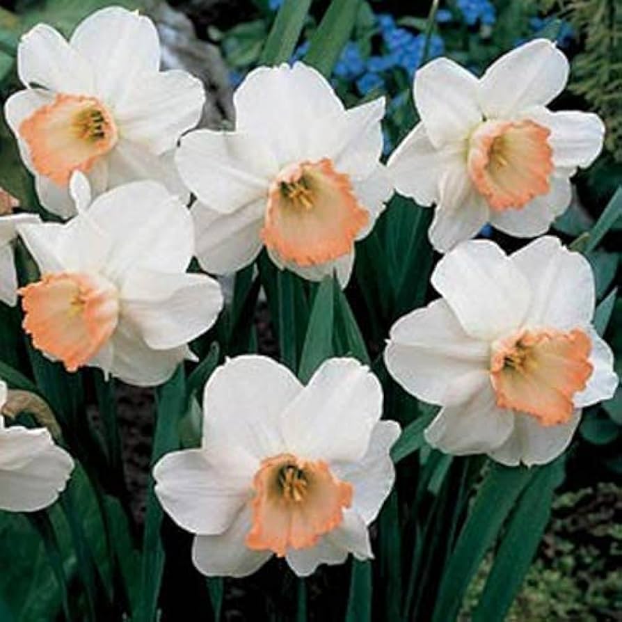 White Orange Double Petal Daffodil Seeds for Planting - 100 pcs