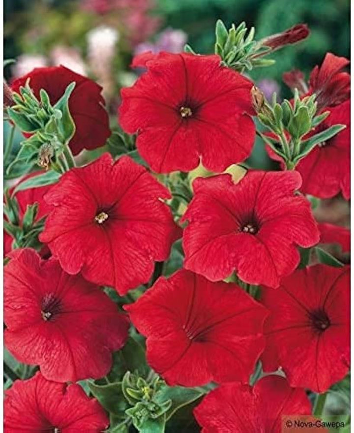Petunia Double Madness Burgundy Flower Seeds for Planting – Heirloom, Non-GMO Seeds, High Germination, Easy Grow