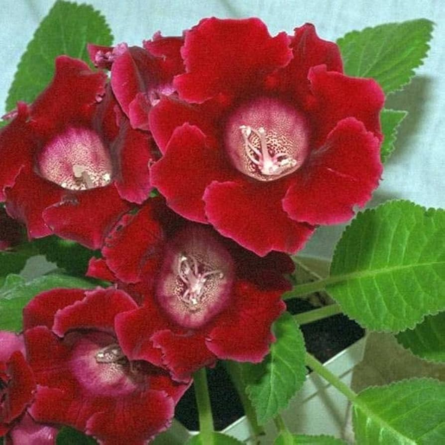 Deep Red Gloxinia Flower Seeds - 100 pcs