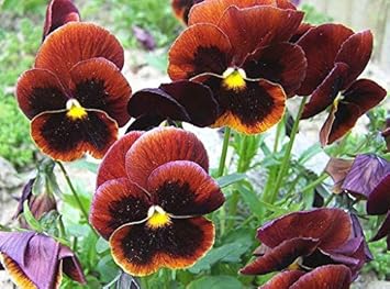 Brown Violet Pansy Flower Seeds