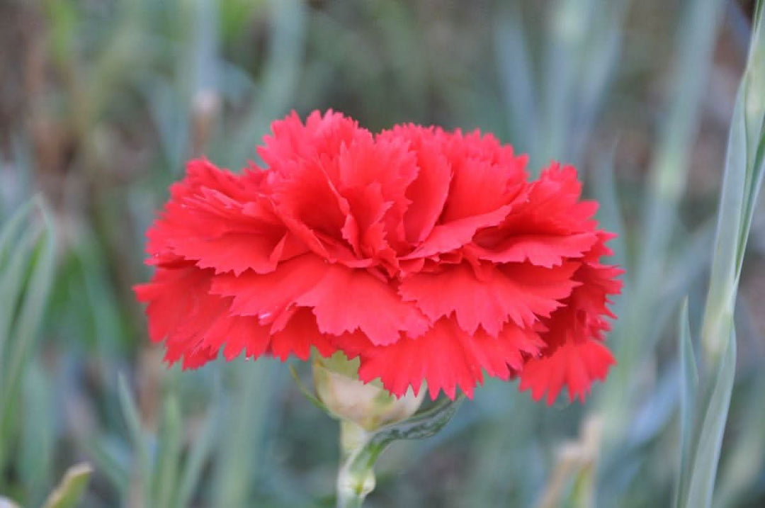 heirloom non flower seeds