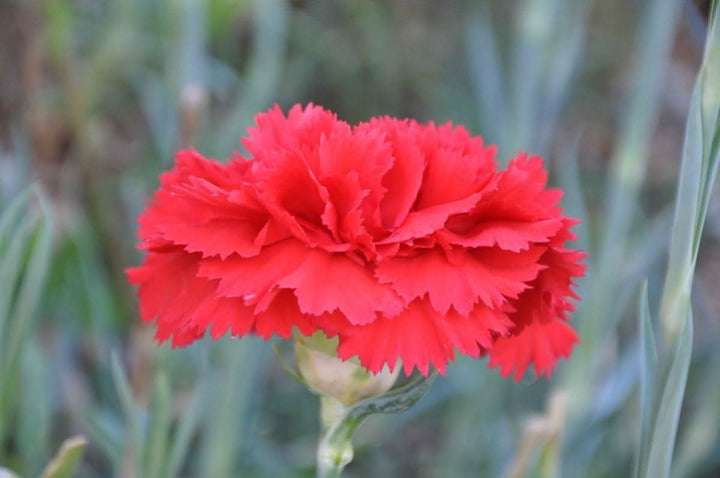 Heirloom Non Gmo Carnation Dianthus Flower For Planting Fragrant Colorful Garden Blooms Flower