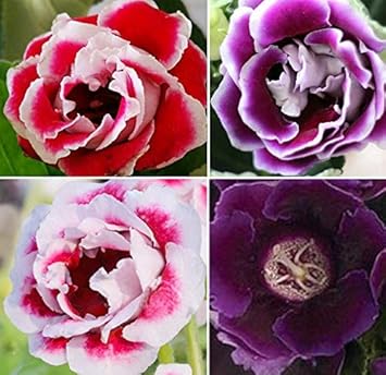 red purple flower seeds