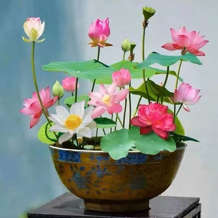 Mixed Pink, Red & Green Lotus Flower Seeds for Planting & Growing