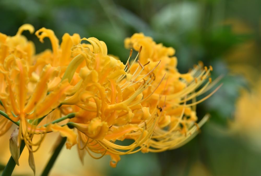 Flower Seeds, Seeds for Planting, Plant Seeds