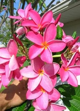 pink organic flower seeds