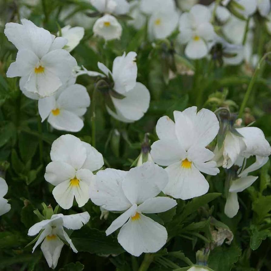 Tricolor Pansy Flower Seeds for Planting, White, 100 pcs