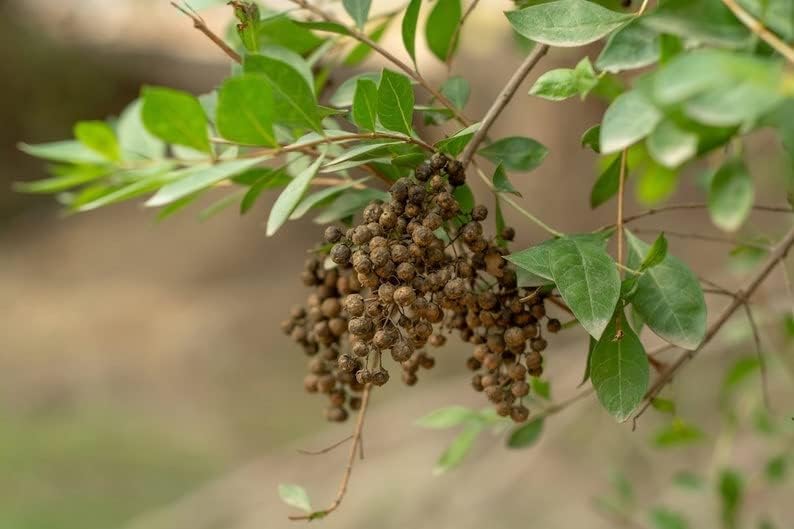 Brown Zanthoxylum Plant Seeds for Planting - 100 pcs