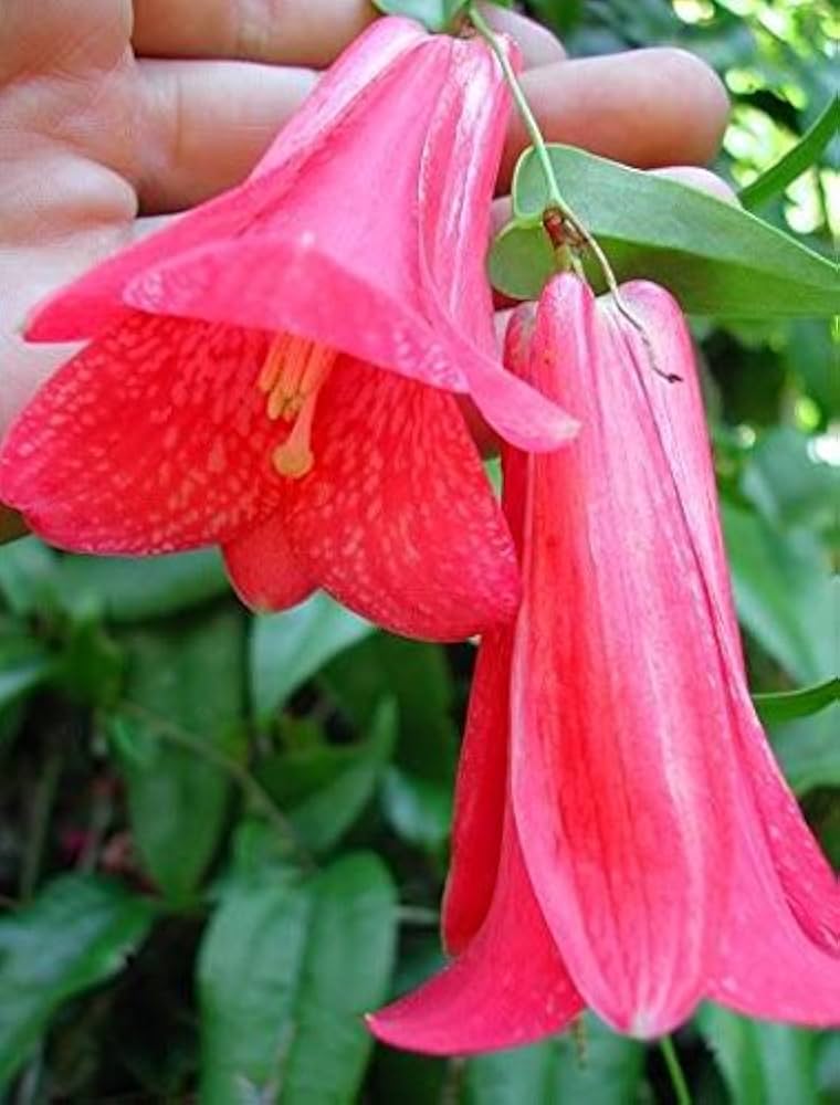 bellflower lapageria flower seeds