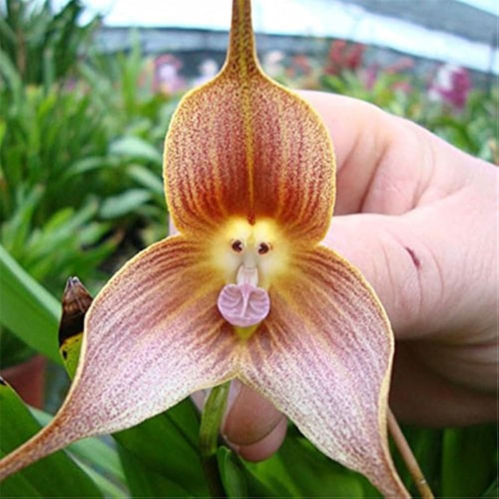 baby face flower seeds