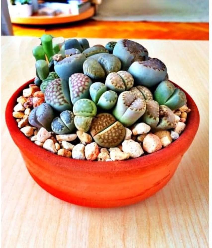 lithops lithops flower seeds