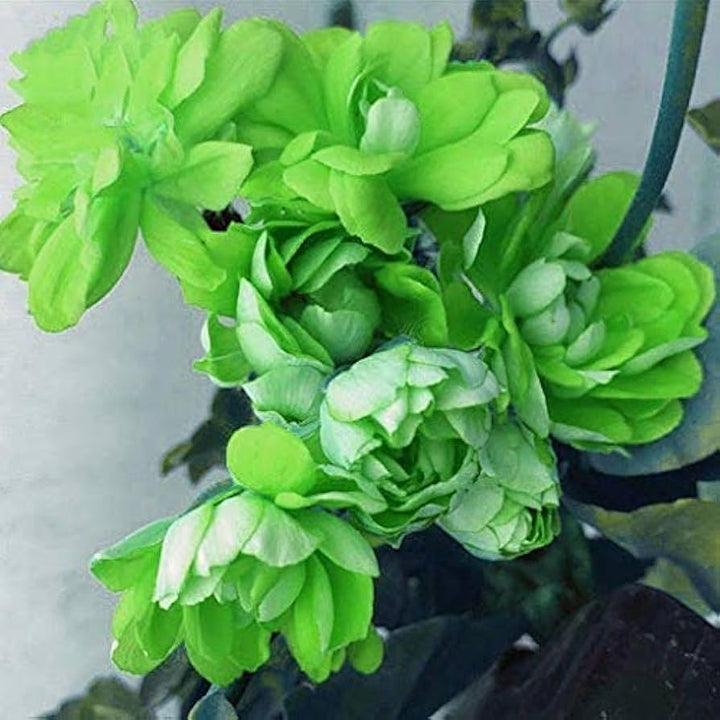 Geranium Flower Seeds for Planting - Light Green 100 pcs