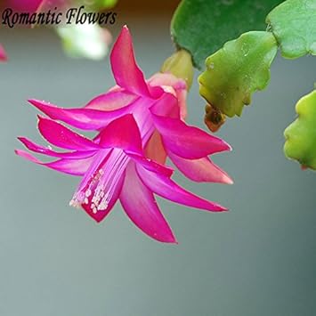 Flower Seeds, Seeds for Planting, Plant Seeds