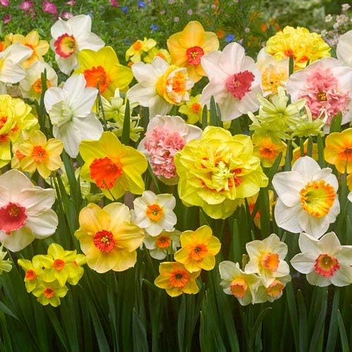 daffodil narcissus flower seeds