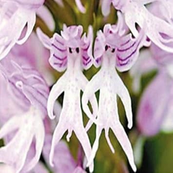 Flower Seeds, Seeds for Planting, Plant Seeds