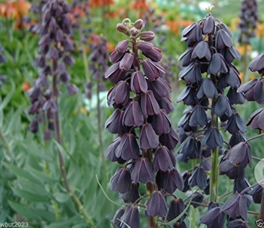 fritillaria persica flower seeds
