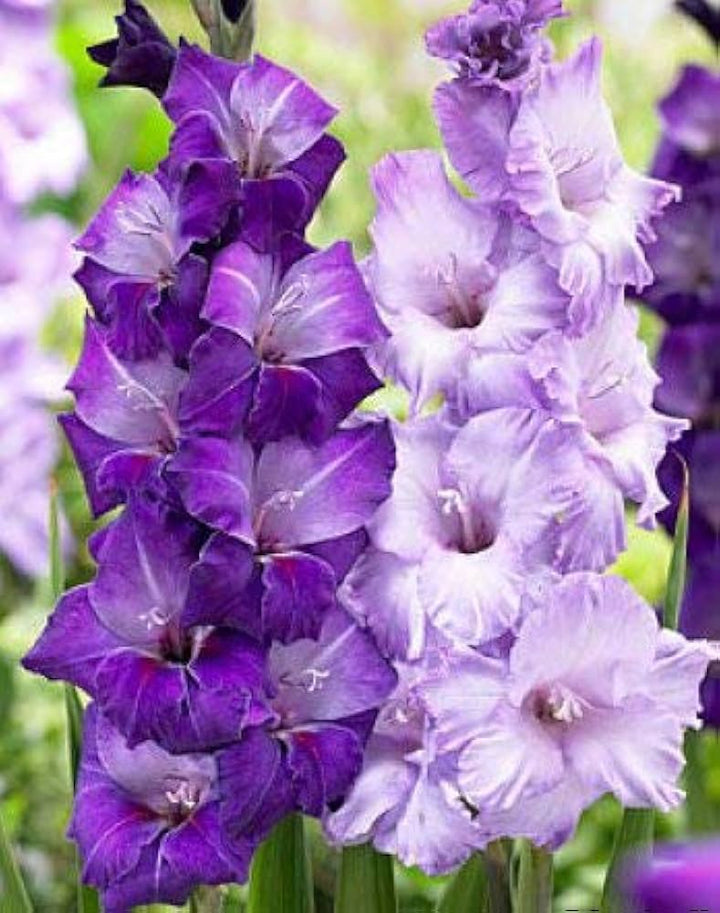 Gladiolus Flower Seeds for Planting Dark Violet White 100 pcs