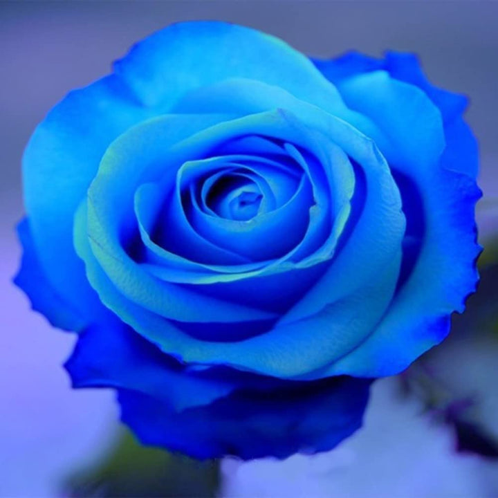 Blue Rose Flower Seeds 100 pcs