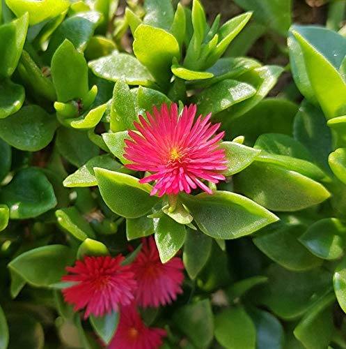 Heirloom Red Aptenia Flower Seeds for Planting - Non-GMO, High Germination Organic Garden Ground Cover Seeds