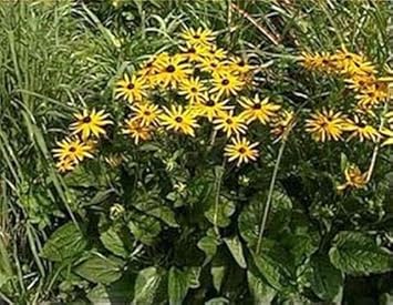 yellow fulgida flower seeds