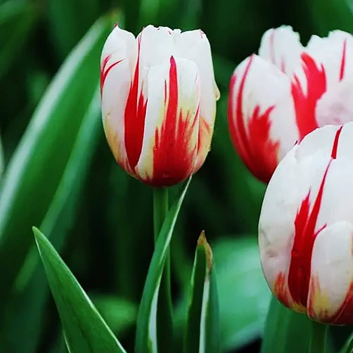 Hvide Røde Tulipan Blomsterfrø 100 stk