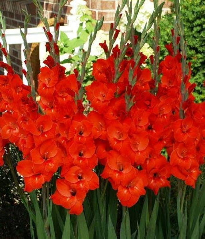 Light Red Gladiolus Flower Seeds for Planting - 100 pcs