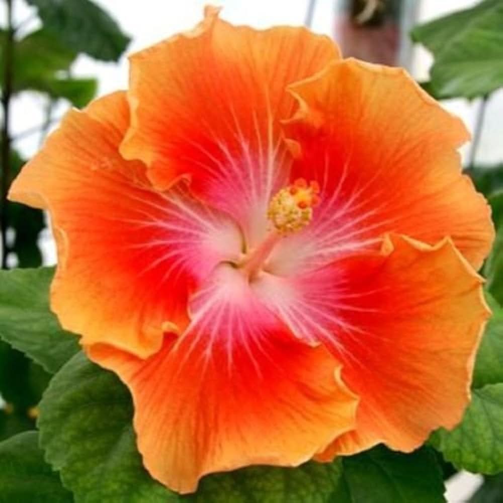 orange yellow flower seeds