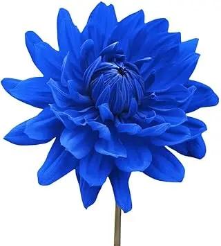 blue chrysanthemum flower seeds