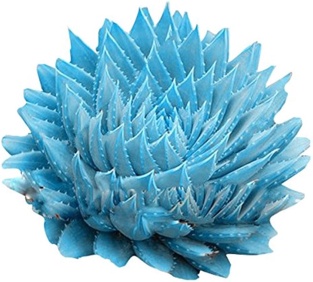 blue spiked flower seeds