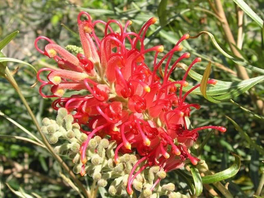 Burgundy Grevillea Robusta Flower Seeds 100 pcs