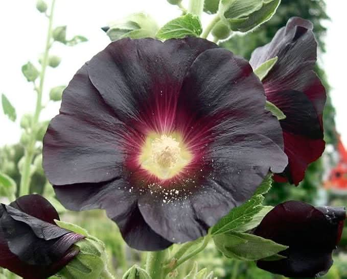 black nigra flower seeds