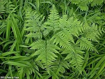 fern bracken flower seeds