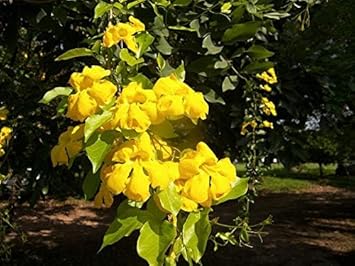 Flower Seeds, Seeds for Planting, Plant Seeds