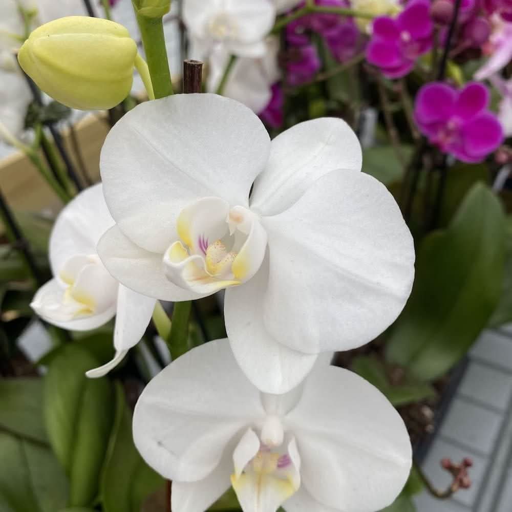 butterfly orchid flower seeds