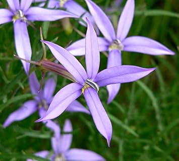 violet isotoma flower seeds