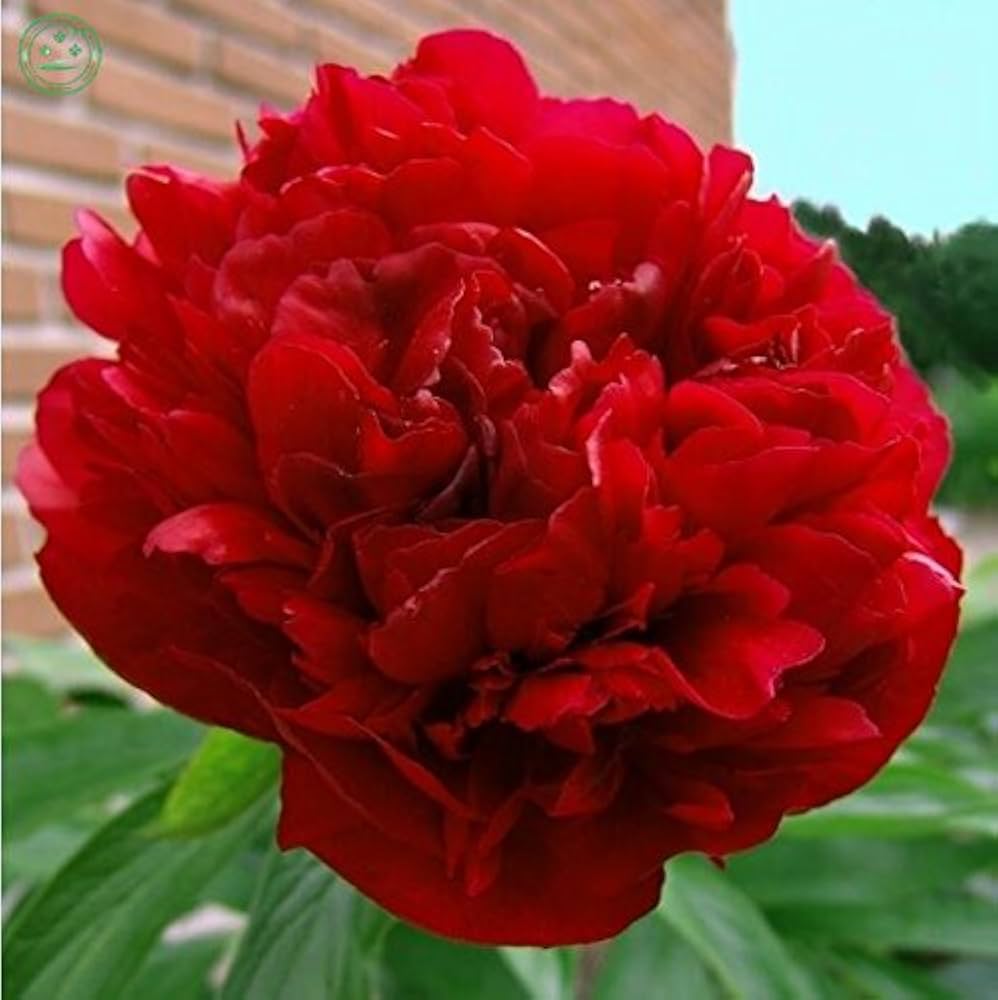 chinese peony flower seeds