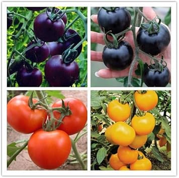 Mixed Color Tomato Seeds for Planting