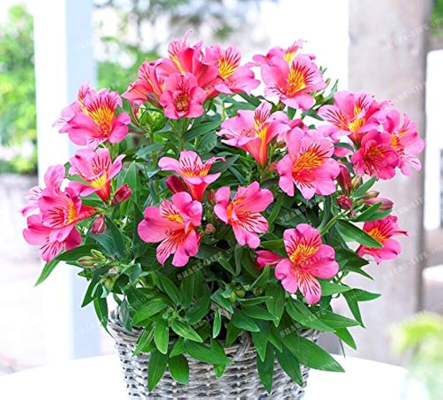 alstroemeria mix flower seeds