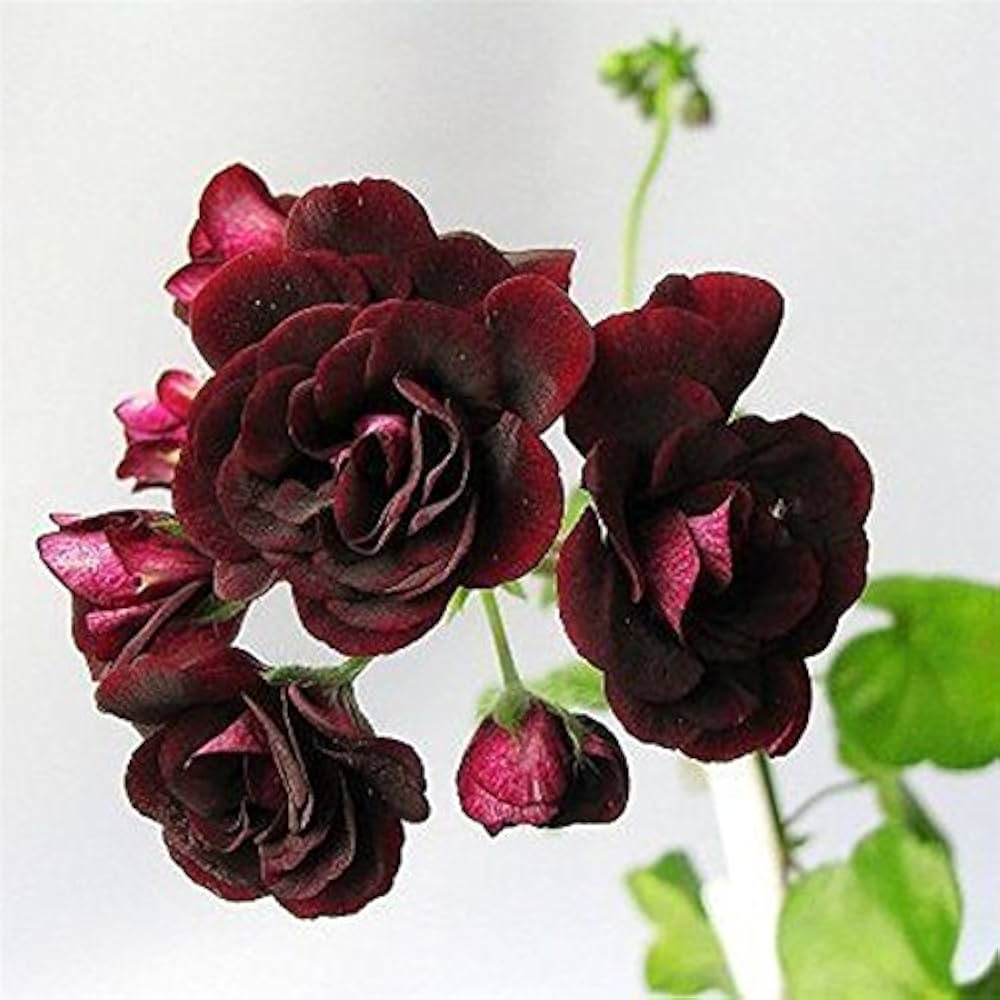 geranium pelargonium flower seeds